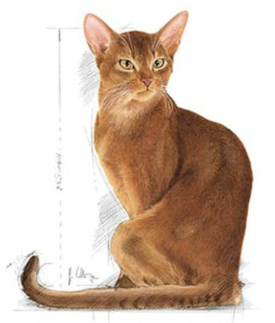 غذای خشک گربه رویال کنین مدل ساوار اگزیجنت 2کیلویی | Royal Canin Savour Exigent Adult Cat