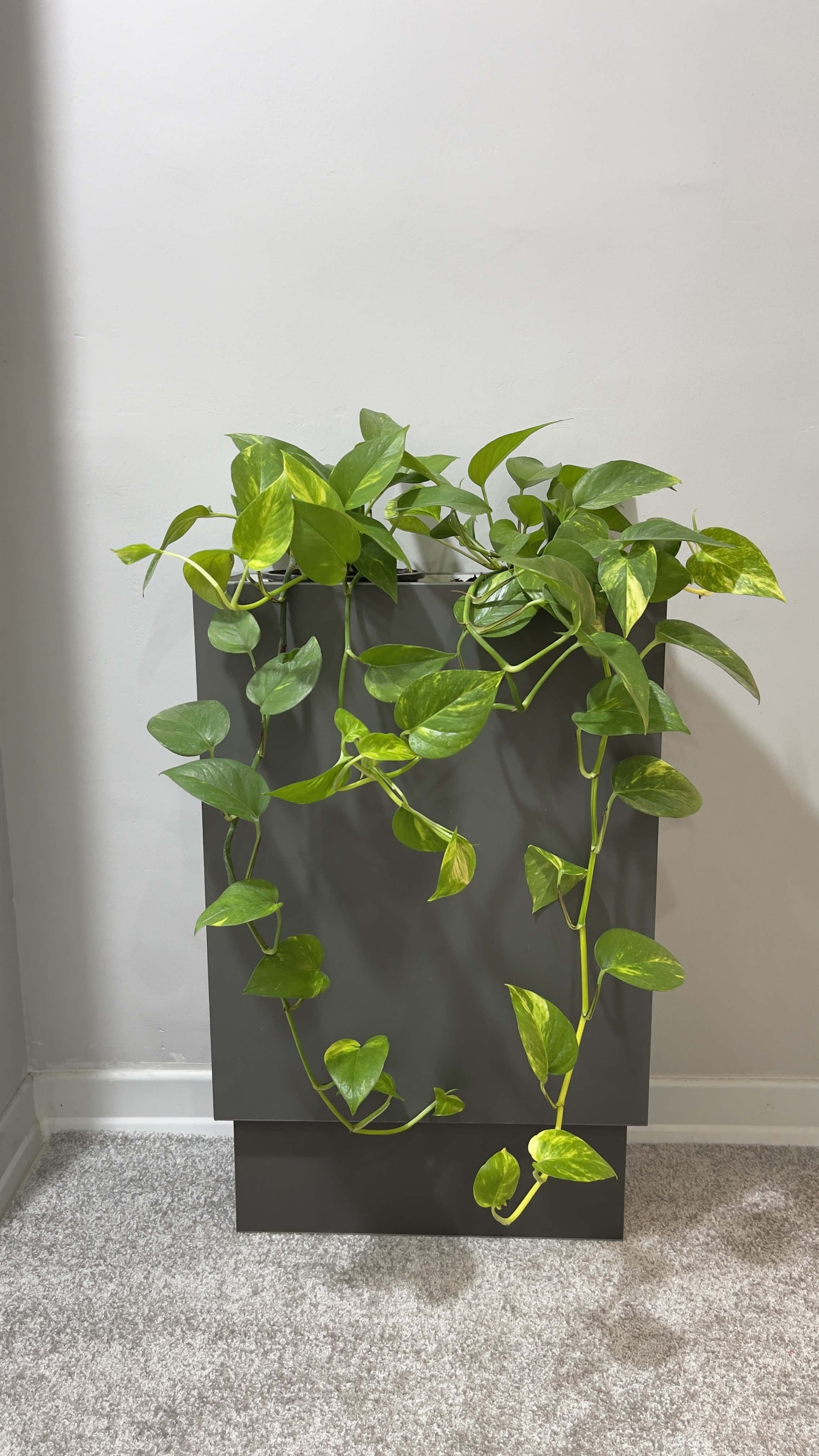 فلاور باکس به همراه گیاه پتوس